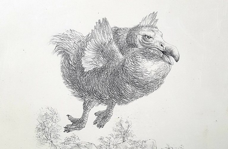 Dodo Peter Vos